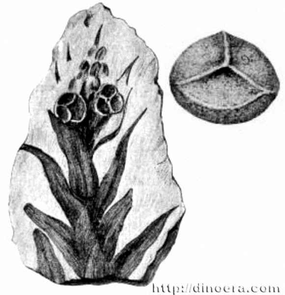 Selaginellites primaevus