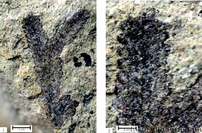 Selaginellites venieri