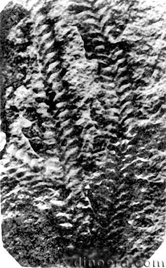 Selaginellites yunnanensis 02 cc