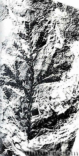 Selaginellites yunnanensis 04 cc