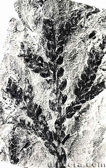 Selaginellites yunnanensis 05 cc