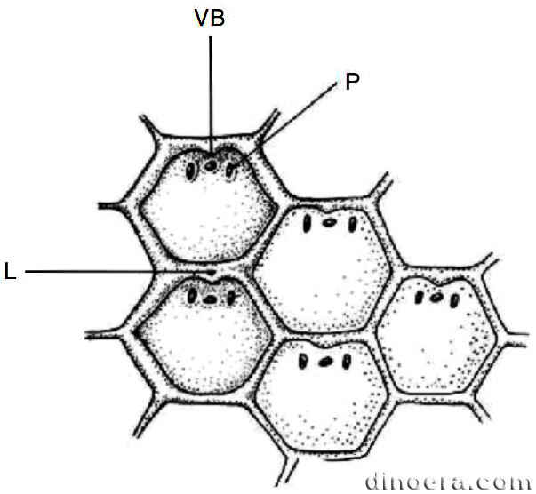 Sigillaria 01 leaf bases