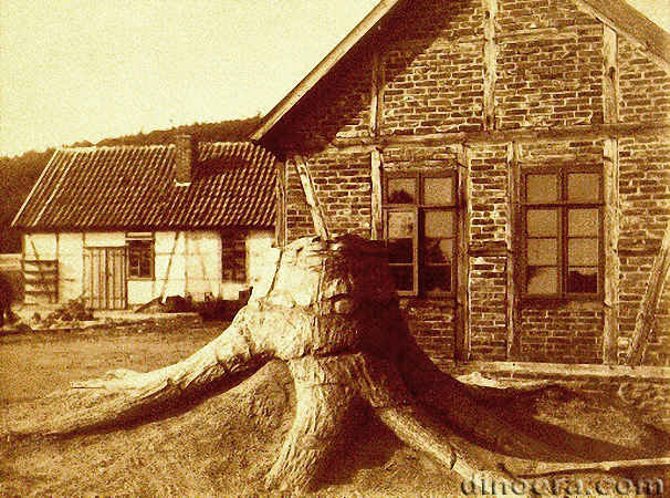 Sigillaria 11 stigmaria cc