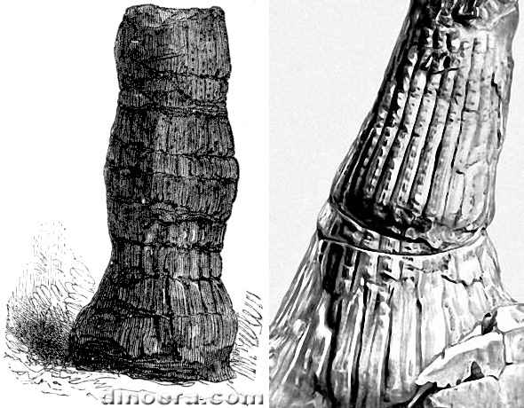 Sigillaria 14-15 stigmaria