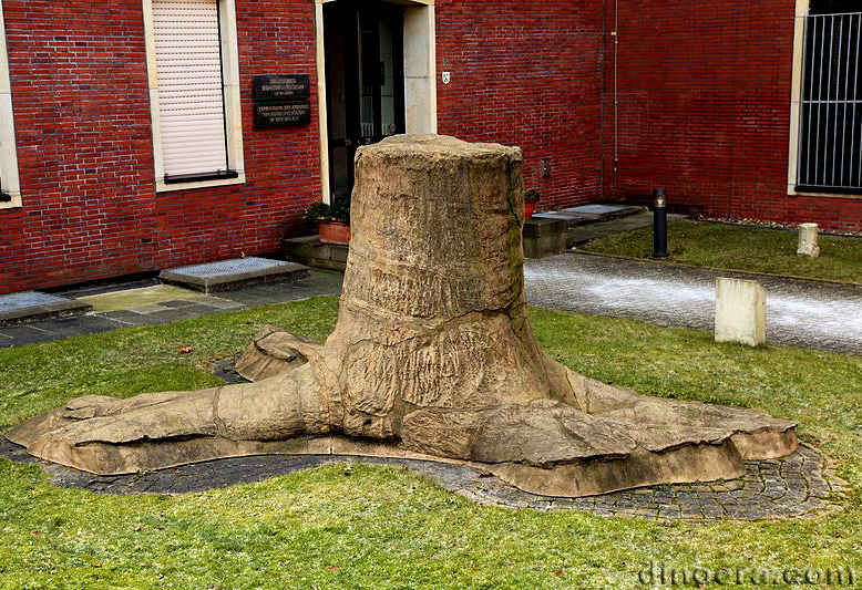 Sigillaria 16 stigmaria cc