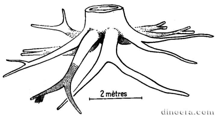 Sigillaria 17 stigmaria cc