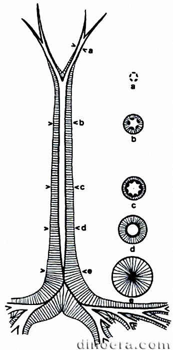 Sigillaria 18 stem schema cc