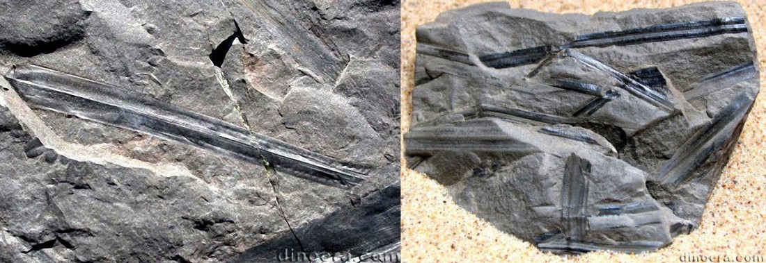 Sigillaria 19-24 leaf cc