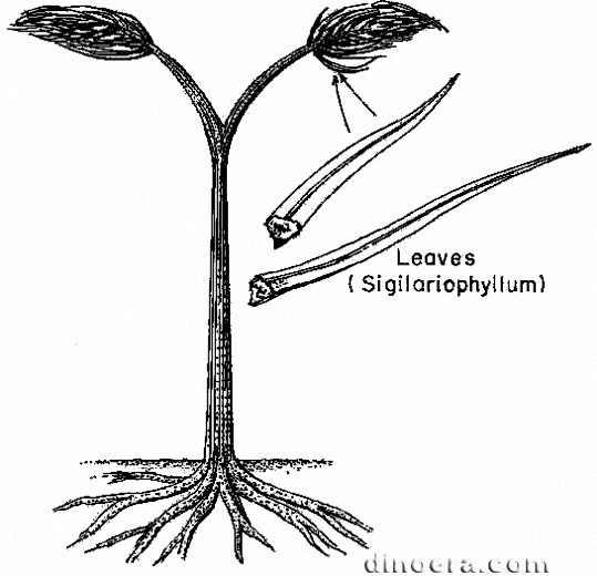 Sigillaria 25 leaf cc