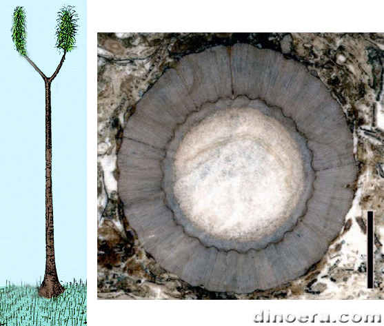 Sigillaria approximata 01-02 cc