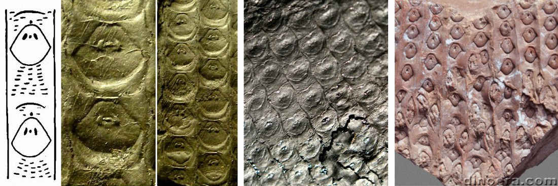 Sigillaria boblayi 02-06-07-08 cc