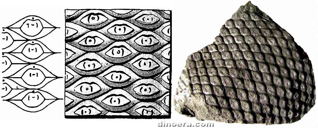 Sigillaria brardii 07-10-11 cc