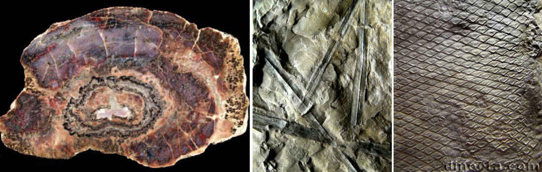 Sigillaria brardii 09-12-01 cc