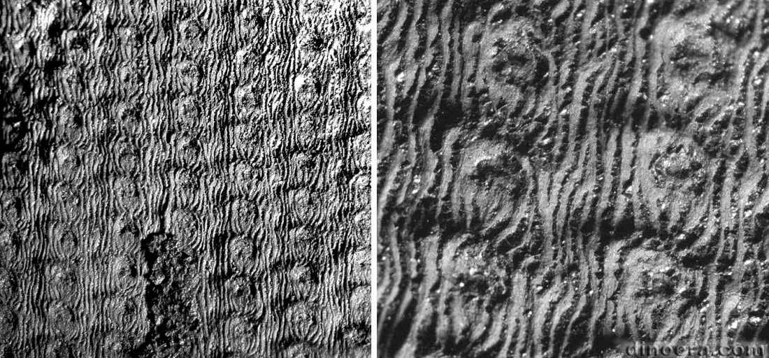 Sigillaria cancriformis 01-04 cc