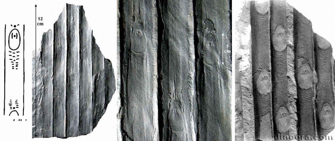 Sigillaria candollei 01-02-05 cc