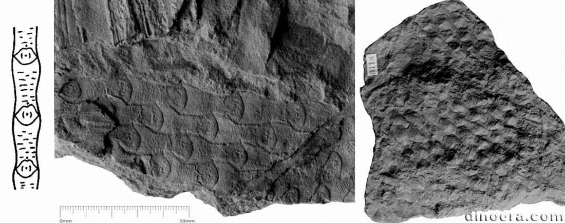 Sigillaria canobiana 01-02-04 cc