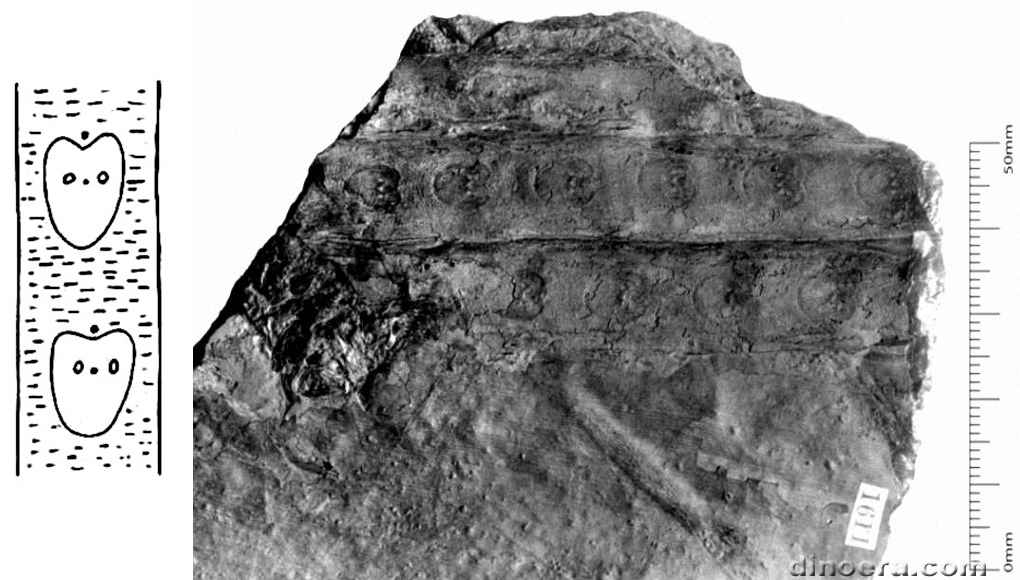 Sigillaria cordigera 01-02 cc 01-02 cc