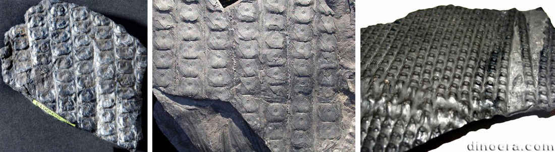 Sigillaria cummulata 01-03-04 cc