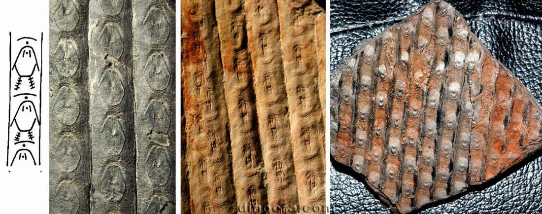 Sigillaria davreuxi 05-06-09-13 cc