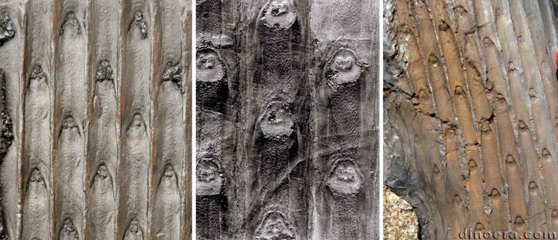 Sigillaria deutschiana 01-03-05 cc