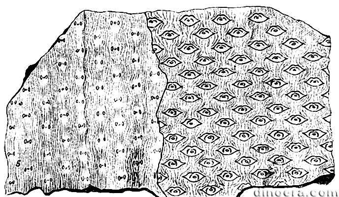 Sigillaria dilatata 01 cc