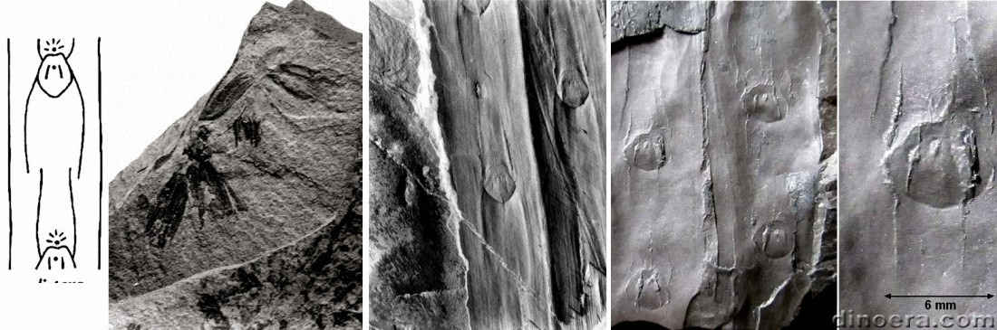 Sigillaria distans 01-05-07-08 cc