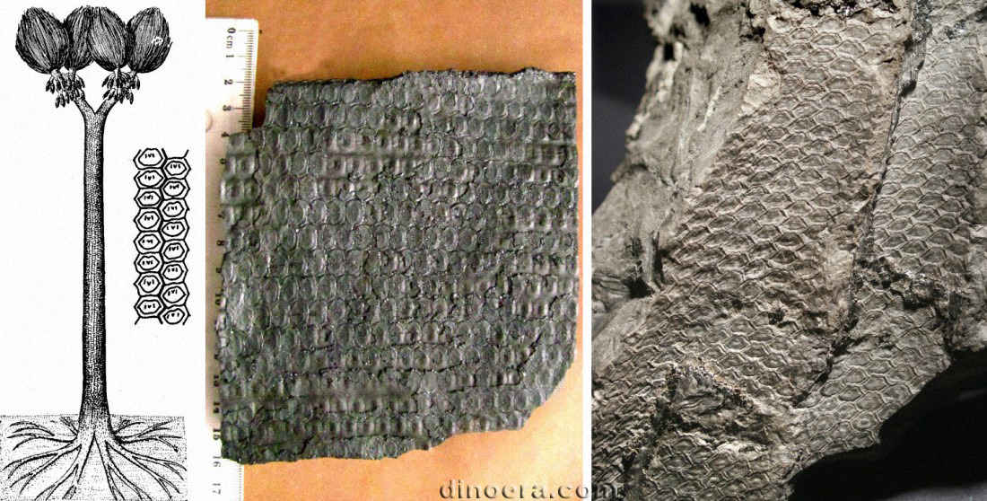 Sigillaria elegans 01-06-07 cc