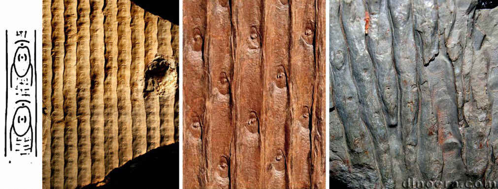 Sigillaria elongata 02-03-04-06 cc