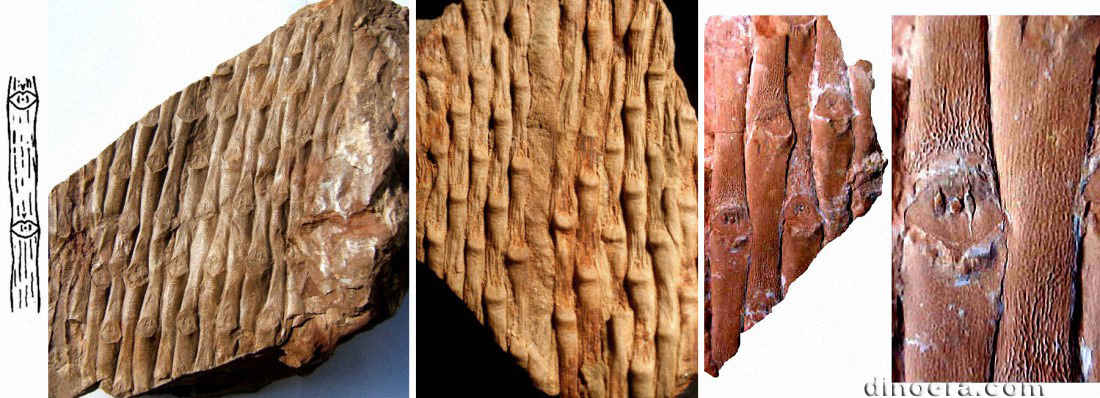 Sigillaria euxina 01-03-04-06 cc