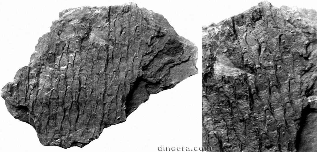 Sigillaria feistmanteli 01-02 cc