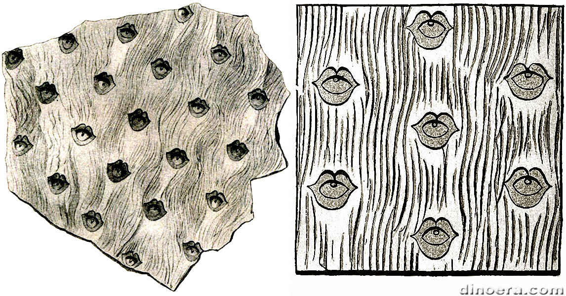 Sigillaria fissa 01-02 cc