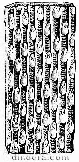 Sigillaria graeseri 01 cc