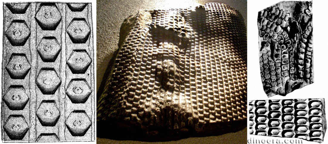 Sigillaria hexagona 01-02-03-04 cc