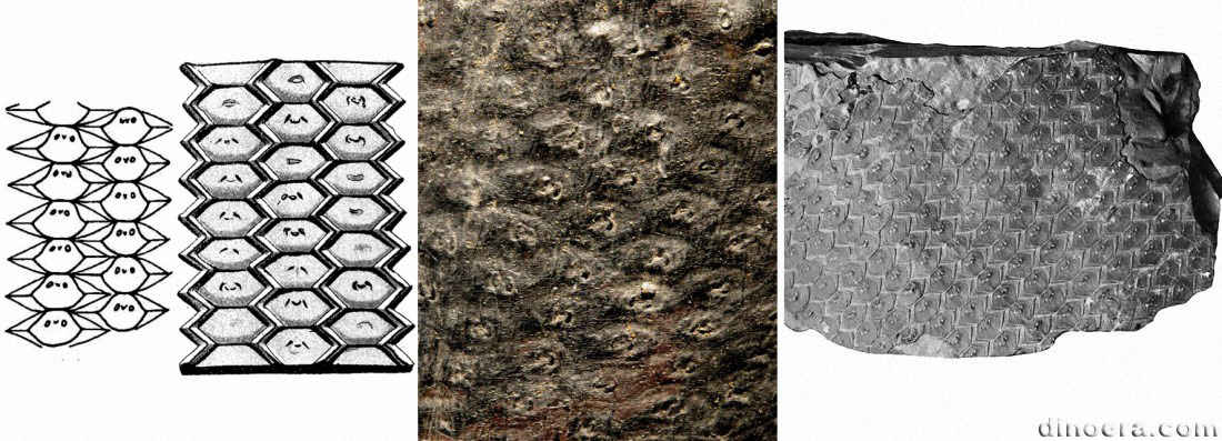 Sigillaria ichthyolepis 01-02-04-05 cc