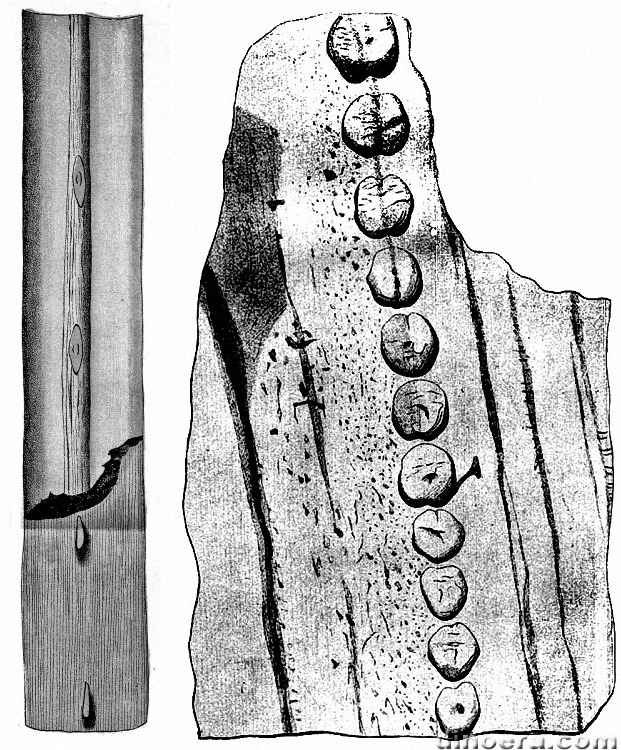 Sigillaria lacoei (discoidea) 01 cc