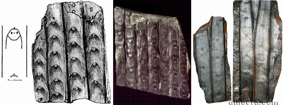 Sigillaria laevigata 01-02-03-04 cc