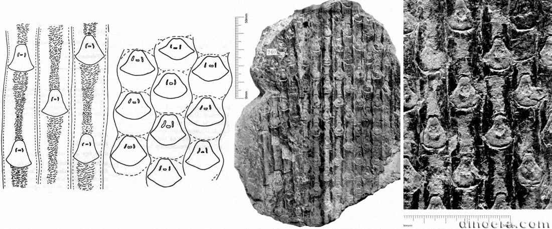 Sigillaria latibasa 02-03-04-05 cc
