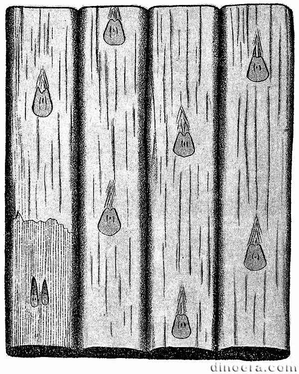 Sigillaria leptoderma 01 cc
