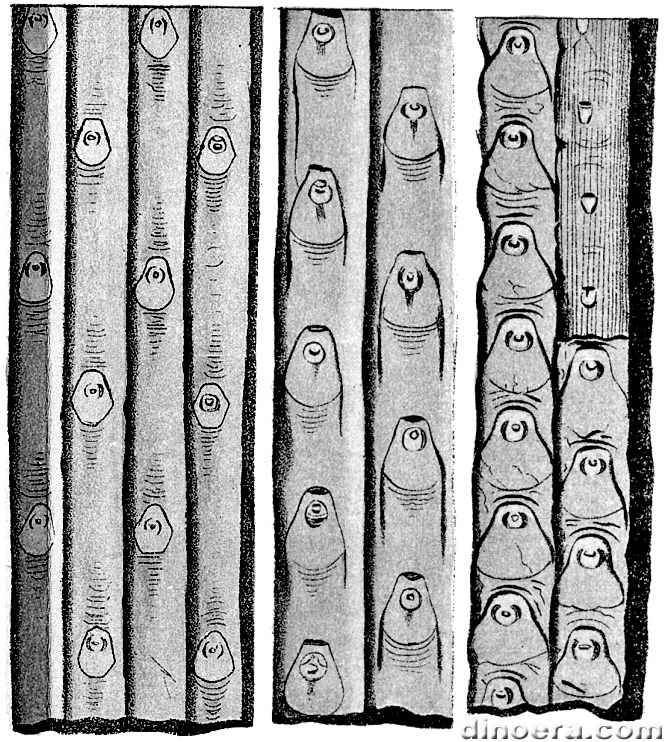 Sigillaria lescurii (attenuata) 01 cc