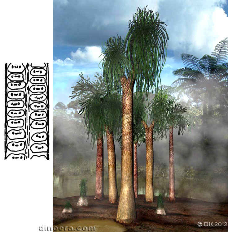 Sigillaria lorwayana 01-02 cc