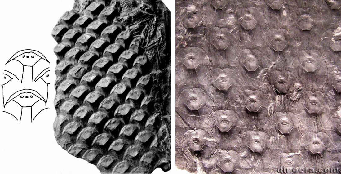 Sigillaria macmurtriei 01-02-05 cc