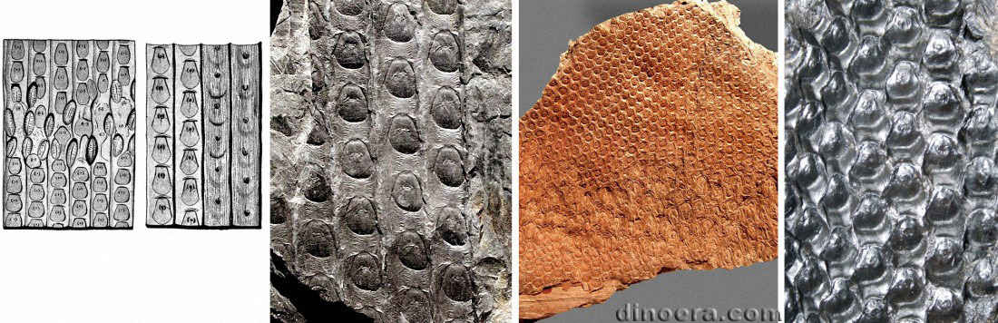 Sigillaria mamillaris 04-05-06-08-09 cc