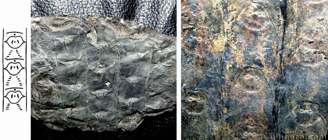 Sigillaria micaudi 01-02-03 cc