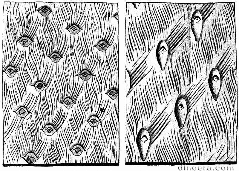 Sigillaria monostigma 01 cc