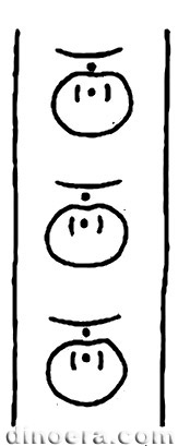 Sigillaria nortonensis 01