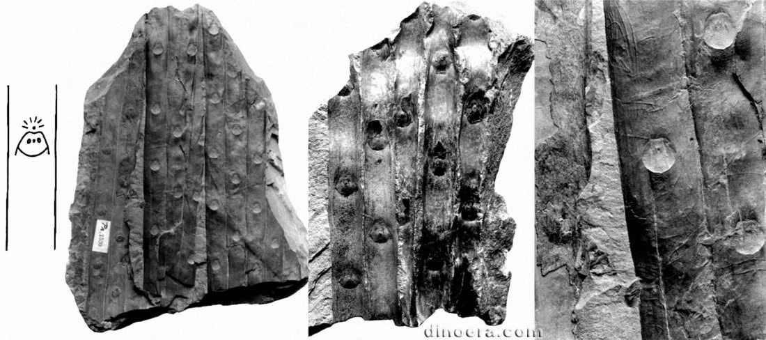 Sigillaria nudicaulis 01-02-03-04 cc