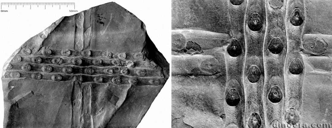 Sigillaria ocellata 01-02 cc