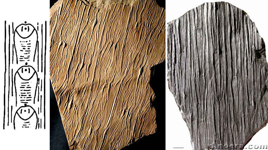 Sigillaria polleriana 01-02-03 cc