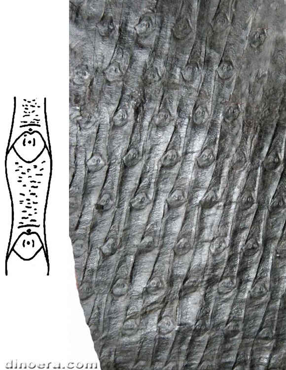 Sigillaria polyploca 01-02 cc