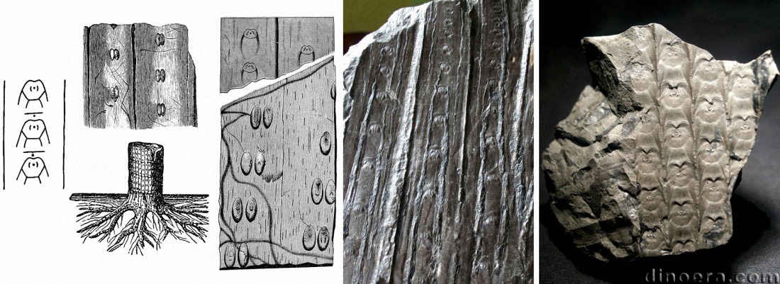 Sigillaria reniformis 01-03-05-06-07-09 cc